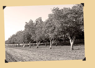 Walnut Orchard